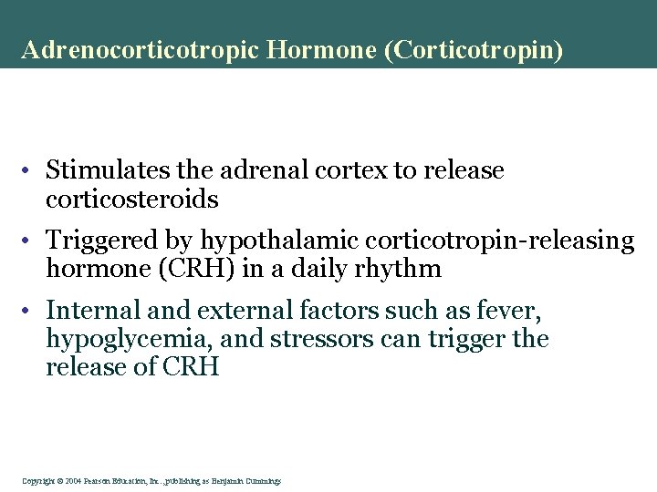 Adrenocorticotropic Hormone (Corticotropin) • Stimulates the adrenal cortex to release corticosteroids • Triggered by