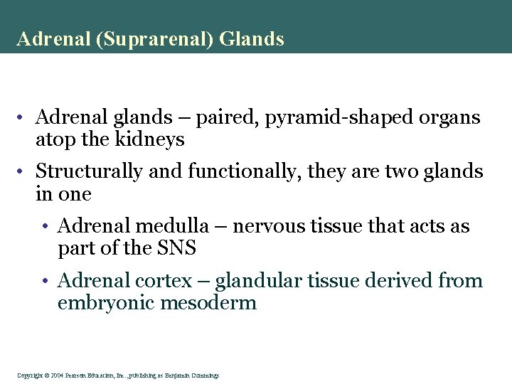 Adrenal (Suprarenal) Glands • Adrenal glands – paired, pyramid-shaped organs atop the kidneys •