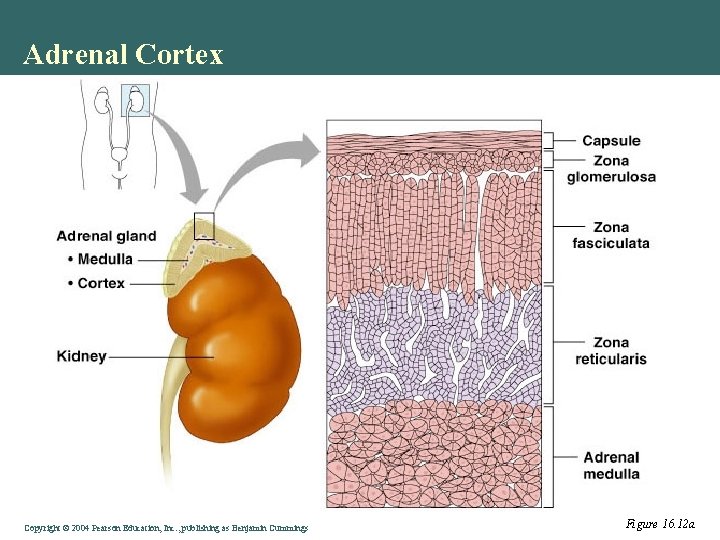 Adrenal Cortex Copyright © 2004 Pearson Education, Inc. , publishing as Benjamin Cummings Figure