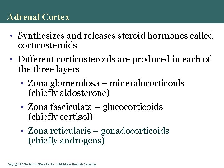 Adrenal Cortex • Synthesizes and releases steroid hormones called corticosteroids • Different corticosteroids are