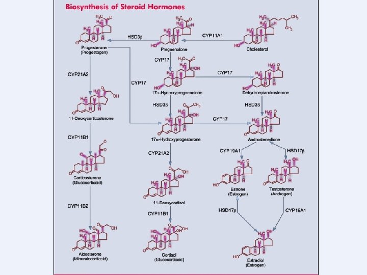 Copyright © 2004 Pearson Education, Inc. , publishing as Benjamin Cummings 