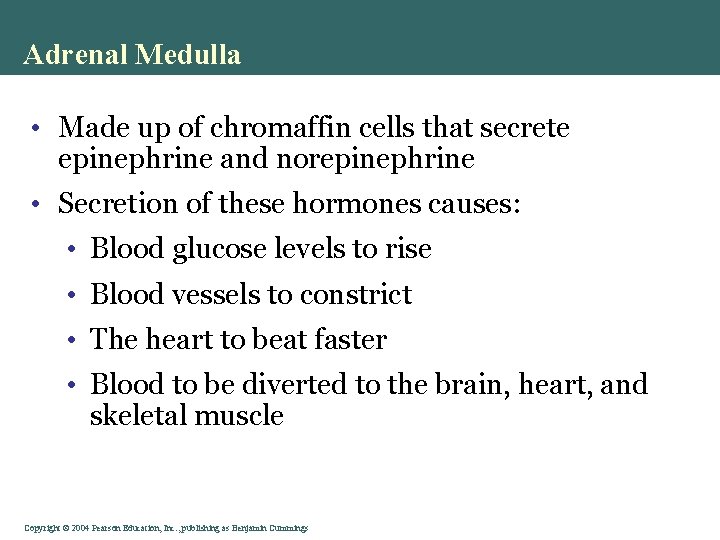 Adrenal Medulla • Made up of chromaffin cells that secrete epinephrine and norepinephrine •