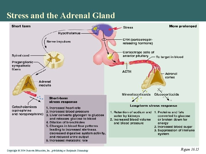 Stress and the Adrenal Gland Copyright © 2004 Pearson Education, Inc. , publishing as