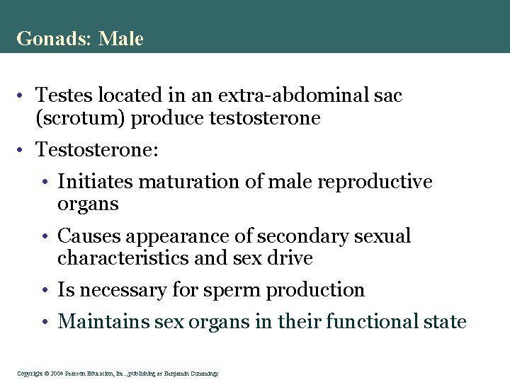 Gonads: Male • Testes located in an extra-abdominal sac (scrotum) produce testosterone • Testosterone: