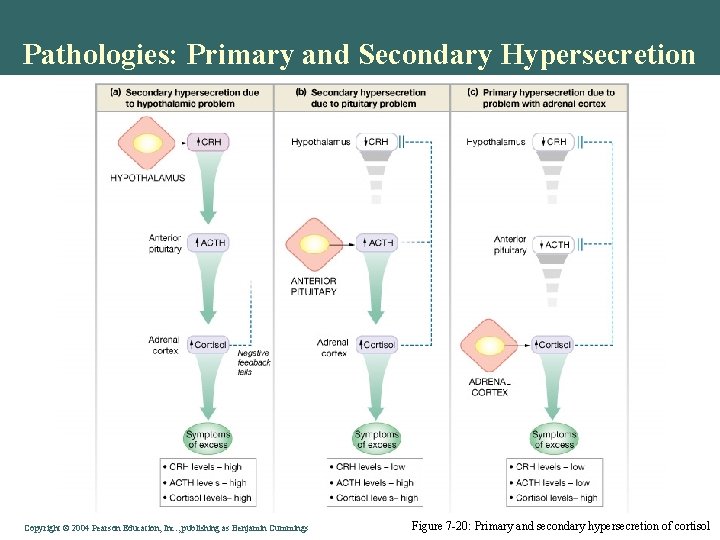 Pathologies: Primary and Secondary Hypersecretion Copyright © 2004 Pearson Education, Inc. , publishing as