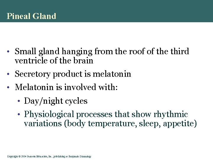 Pineal Gland • Small gland hanging from the roof of the third ventricle of