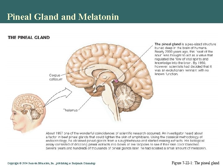 Pineal Gland Melatonin Copyright © 2004 Pearson Education, Inc. , publishing as Benjamin Cummings