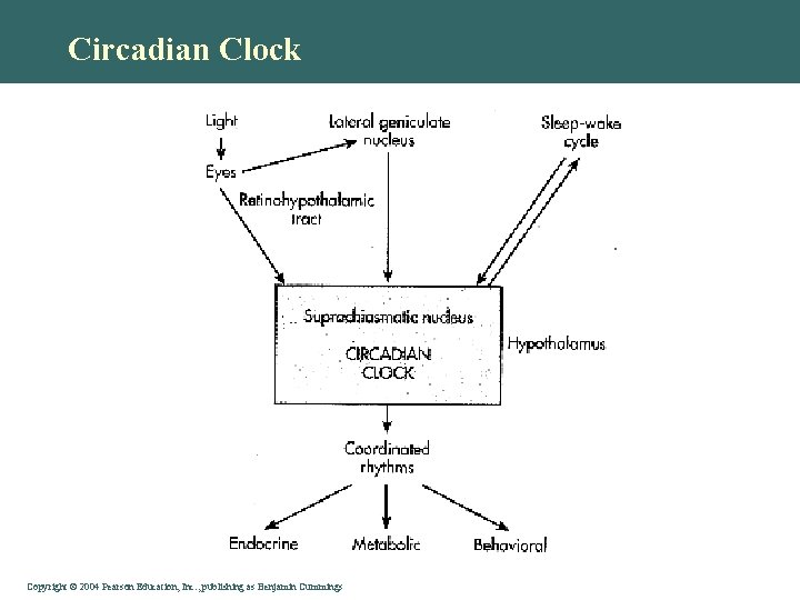 Circadian Clock Copyright © 2004 Pearson Education, Inc. , publishing as Benjamin Cummings 