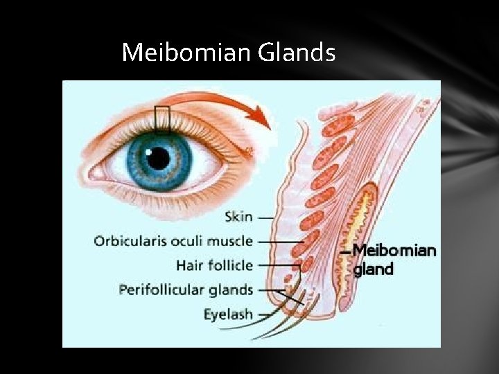 Meibomian Glands Meibomian Glands