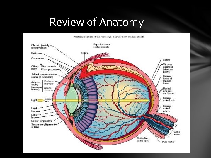 Review of Anatomy Review of Anatomy