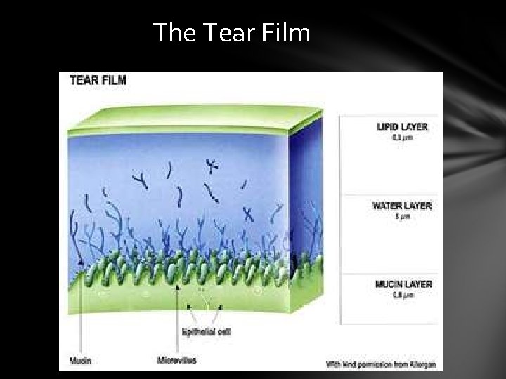 The Tear Film The Tear Film
