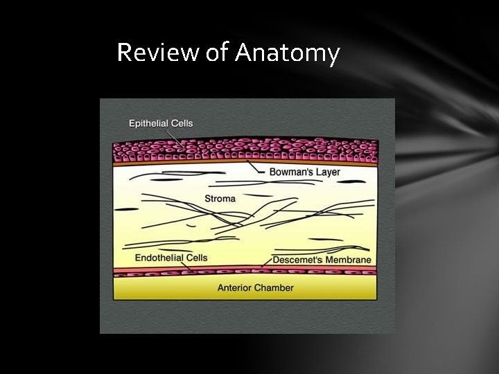 Review of Anatomy Review of Anatomy