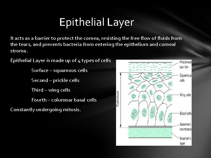 Epithelial Layer It acts as a barrier to protect the cornea, resisting the free Epithelial Layer It acts as a barrier to protect the cornea, resisting the free