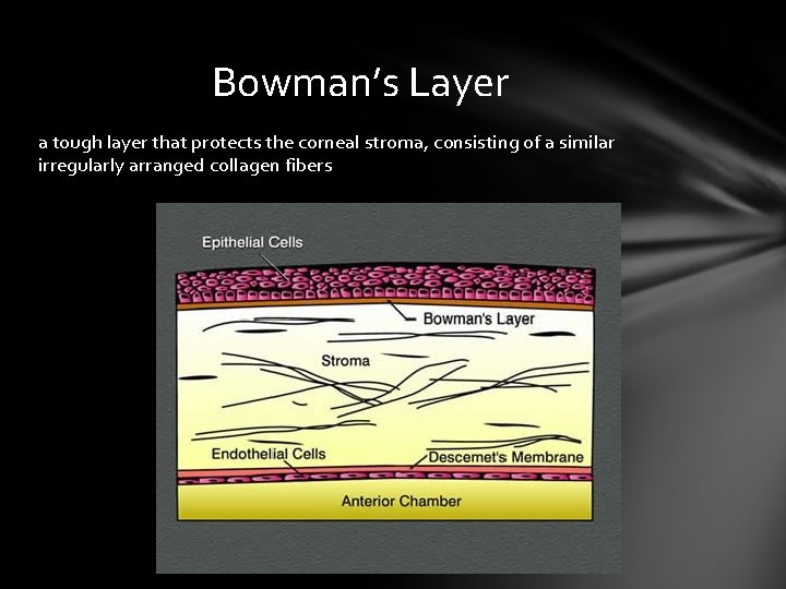 Bowman’s Layer a tough layer that protects the corneal stroma, consisting of a similar Bowman’s Layer a tough layer that protects the corneal stroma, consisting of a similar