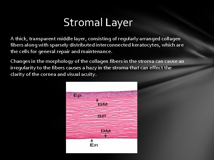 Stromal Layer A thick, transparent middle layer, consisting of regularly arranged collagen fibers along Stromal Layer A thick, transparent middle layer, consisting of regularly arranged collagen fibers along