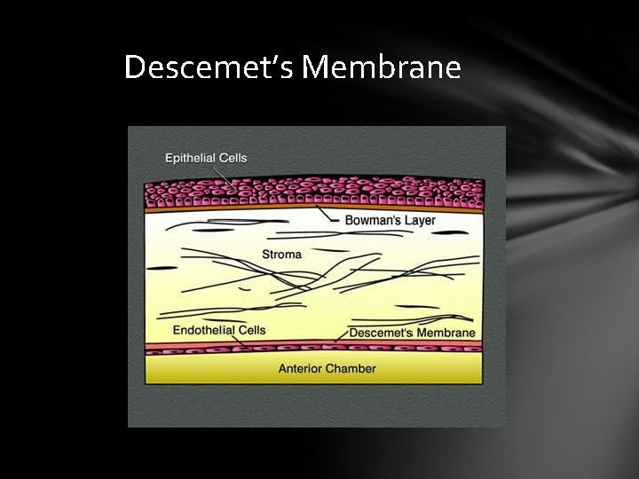 Descemet’s Membrane Descemet’s Membrane