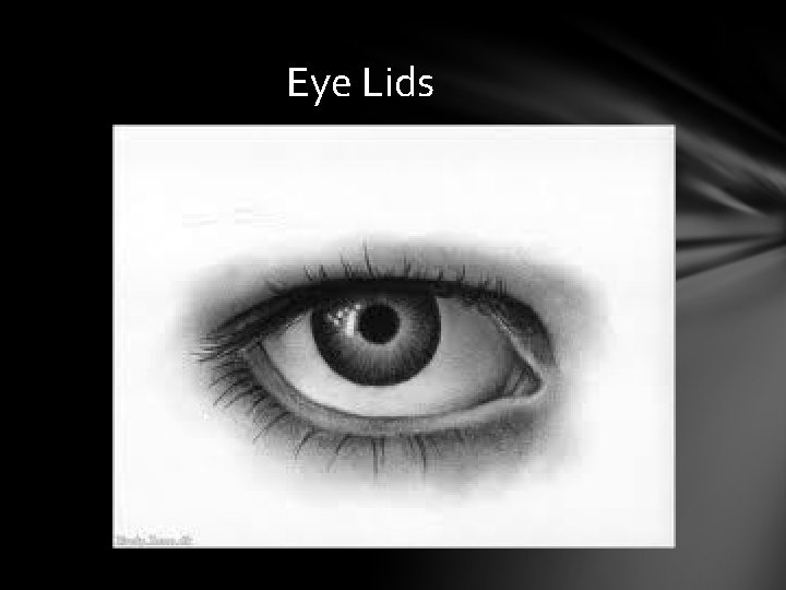 Eye Lids Eye Lids