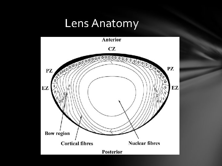 Lens Anatomy Lens Anatomy