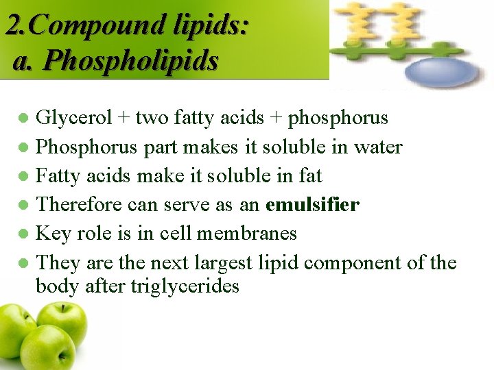 2. Compound lipids: a. Phospholipids Glycerol + two fatty acids + phosphorus l Phosphorus