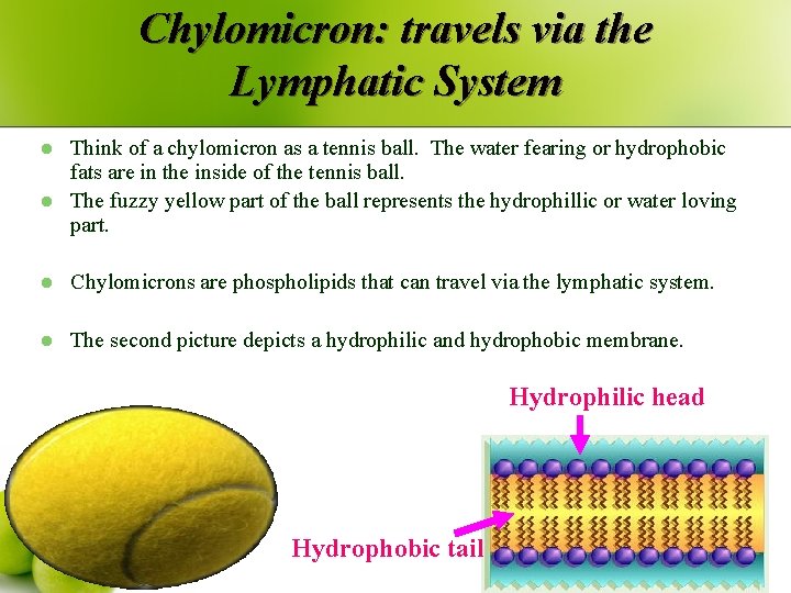 Chylomicron: travels via the Lymphatic System l l Think of a chylomicron as a