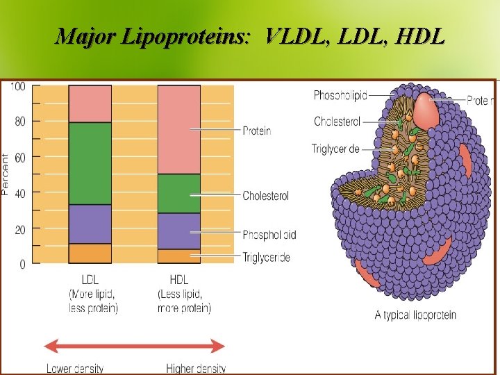 Major Lipoproteins: VLDL, HDL 