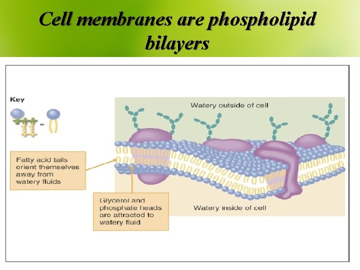 Cell membranes are phospholipid bilayers 