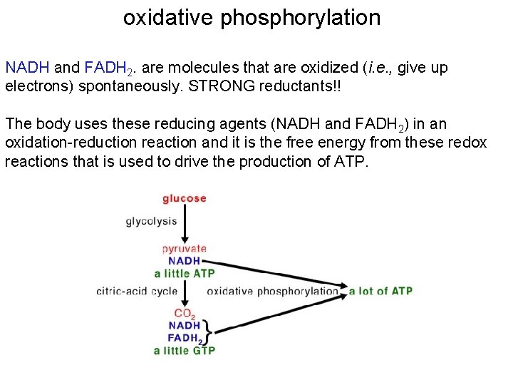 oxidative phosphorylation NADH and FADH 2. are molecules that are oxidized (i. e. ,