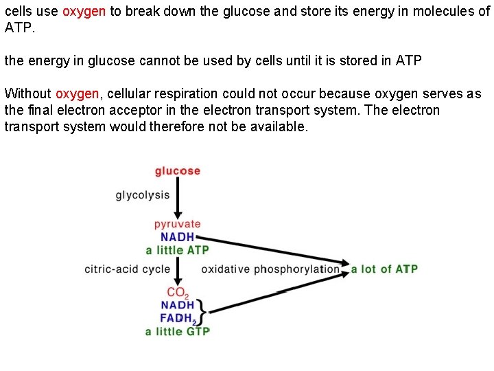 cells use oxygen to break down the glucose and store its energy in molecules