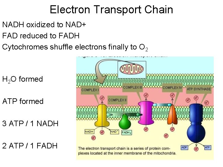 Electron Transport Chain NADH oxidized to NAD+ FAD reduced to FADH Cytochromes shuffle electrons