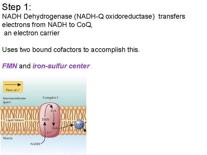 Step 1: NADH Dehydrogenase (NADH-Q oxidoreductase) transfers electrons from NADH to Co. Q, an