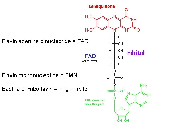 semiquinone Flavin adenine dinucleotide = FAD ribitol Flavin mononucleotide = FMN Each are: Riboflavin