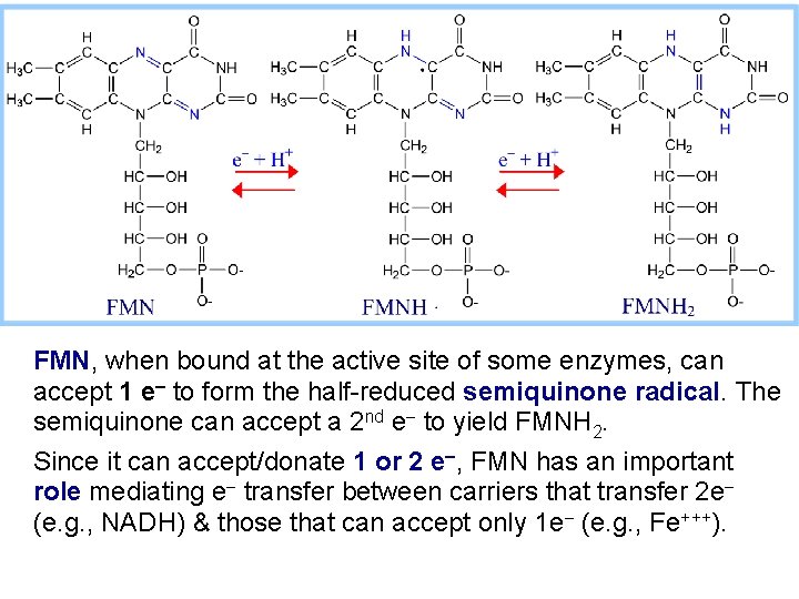 FMN, when bound at the active site of some enzymes, can accept 1 e-