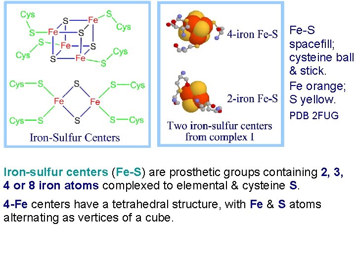 Fe-S spacefill; cysteine ball & stick. Fe orange; S yellow. PDB 2 FUG Iron-sulfur