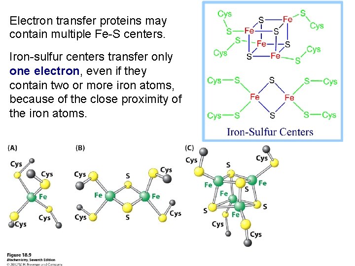 Electron transfer proteins may contain multiple Fe-S centers. Iron-sulfur centers transfer only one electron,
