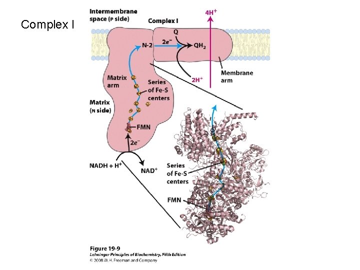 Complex I 