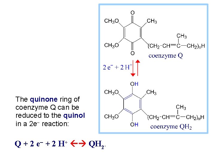 The quinone ring of coenzyme Q can be reduced to the quinol in a