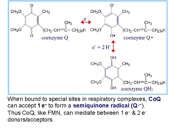 When bound to special sites in respiratory complexes, Co. Q can accept 1 e-