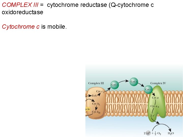 COMPLEX III = cytochrome reductase (Q-cytochrome c oxidoreductase Cytochrome c is mobile. 