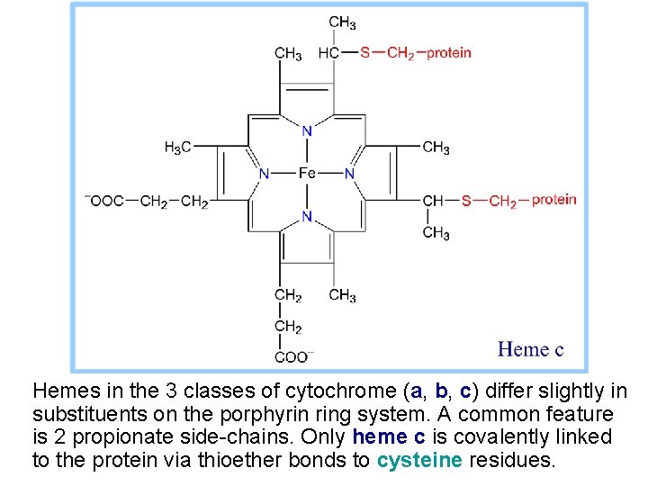 Hemes in the 3 classes of cytochrome (a, b, c) differ slightly in substituents