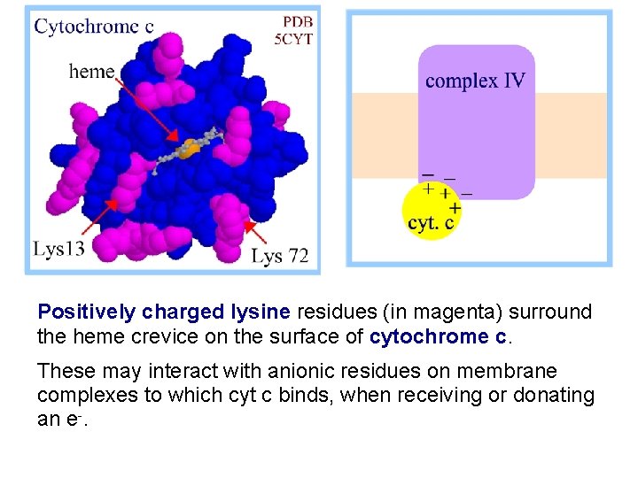 Positively charged lysine residues (in magenta) surround the heme crevice on the surface of
