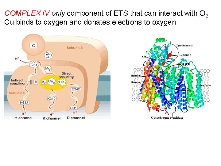 COMPLEX IV only component of ETS that can interact with O 2 Cu binds