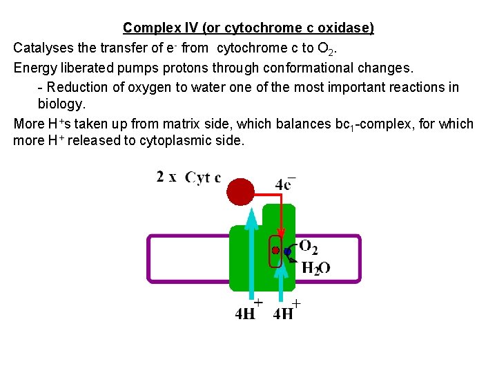 Complex IV (or cytochrome c oxidase) Catalyses the transfer of e- from cytochrome c