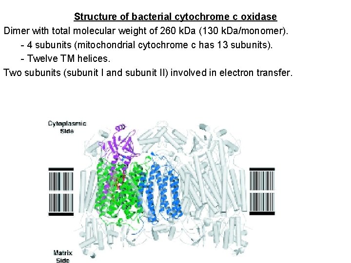 Structure of bacterial cytochrome c oxidase Dimer with total molecular weight of 260 k.