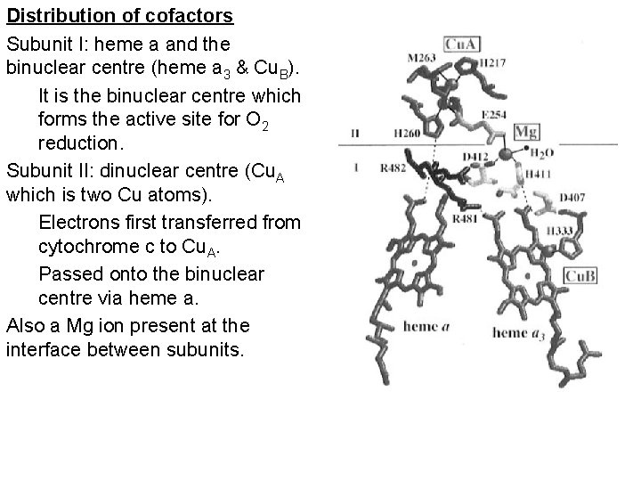 Distribution of cofactors Subunit I: heme a and the binuclear centre (heme a 3