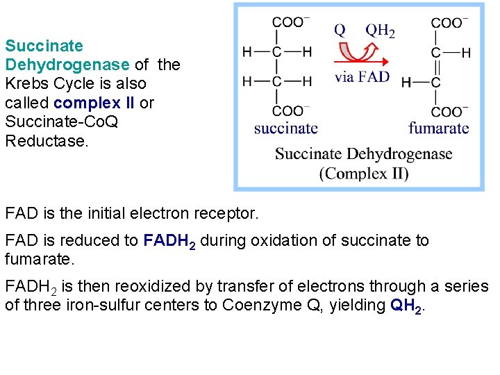 Succinate Dehydrogenase of the Krebs Cycle is also called complex II or Succinate-Co. Q