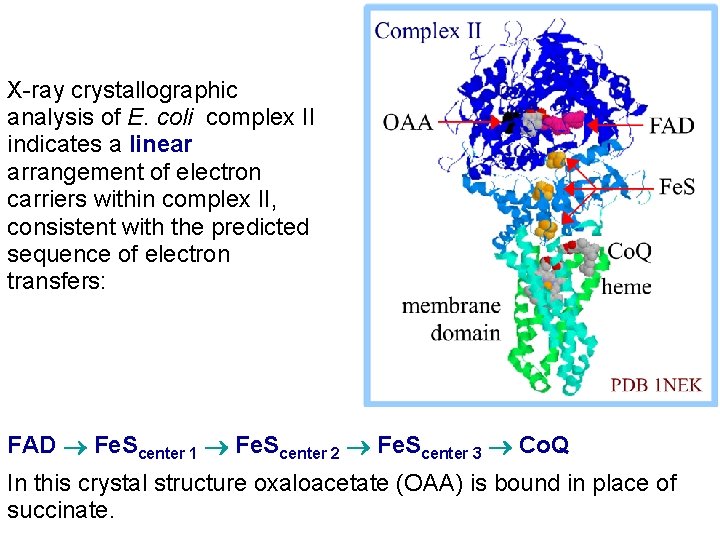 X-ray crystallographic analysis of E. coli complex II indicates a linear arrangement of electron