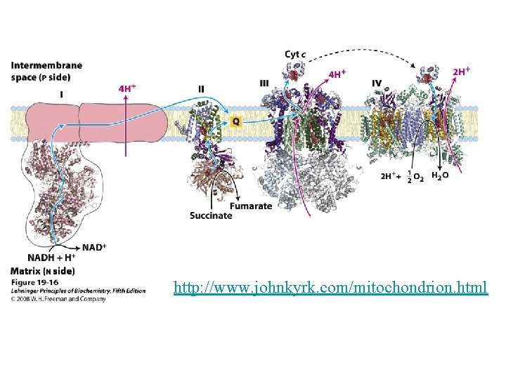 http: //www. johnkyrk. com/mitochondrion. html 