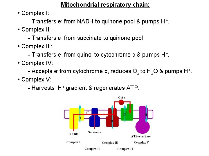 Mitochondrial respiratory chain: • Complex I: - Transfers e- from NADH to quinone pool