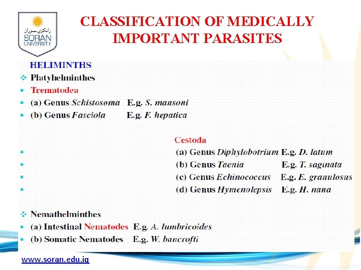 CLASSIFICATION OF MEDICALLY IMPORTANT PARASITES www. soran. edu. iq 