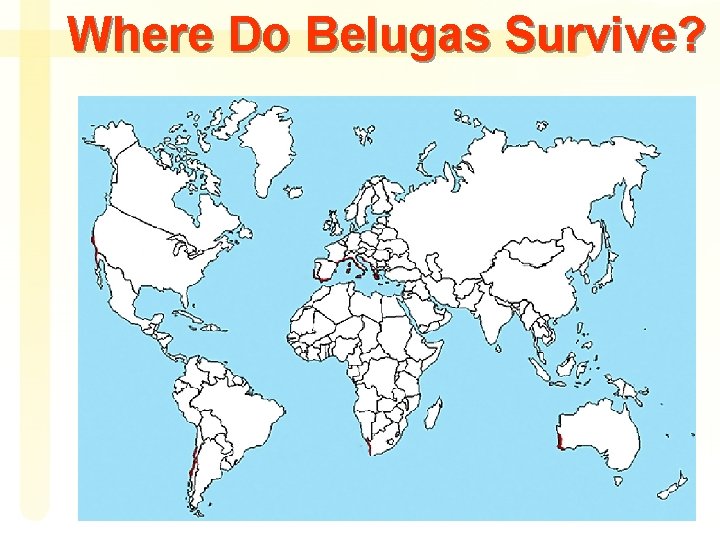 Where Do Belugas Survive? 